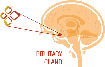 Piuitary gland diagram